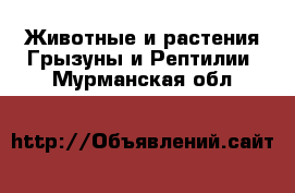 Животные и растения Грызуны и Рептилии. Мурманская обл.